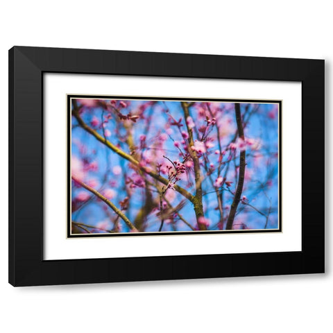 Spring Bloom Black Modern Wood Framed Art Print with Double Matting by Lee, Rachel