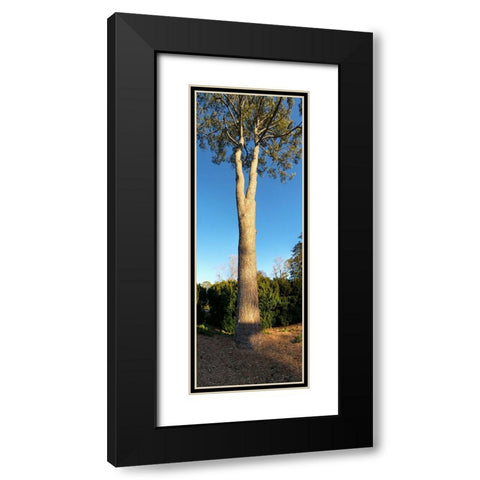 St Elmo Pine Black Modern Wood Framed Art Print with Double Matting by Lee, Rachel