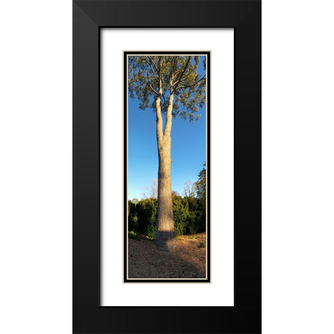 St Elmo Pine Black Modern Wood Framed Art Print with Double Matting by Lee, Rachel