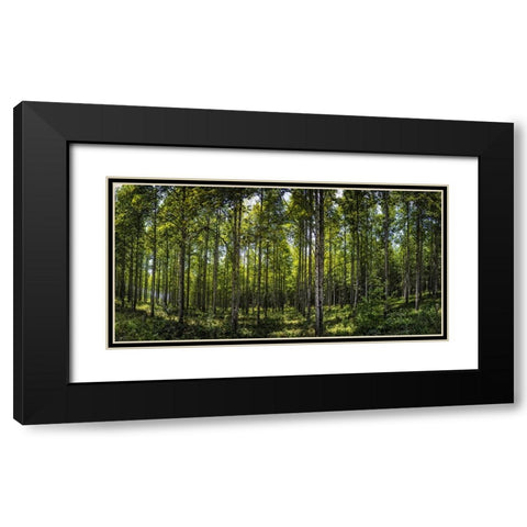 Tree Plantation Black Modern Wood Framed Art Print with Double Matting by Lee, Rachel