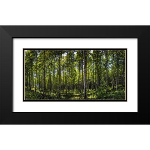 Tree Plantation Black Modern Wood Framed Art Print with Double Matting by Lee, Rachel