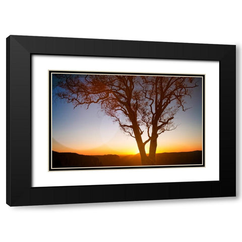 Tree Sunset 1 Black Modern Wood Framed Art Print with Double Matting by Lee, Rachel