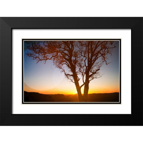 Tree Sunset 1 Black Modern Wood Framed Art Print with Double Matting by Lee, Rachel