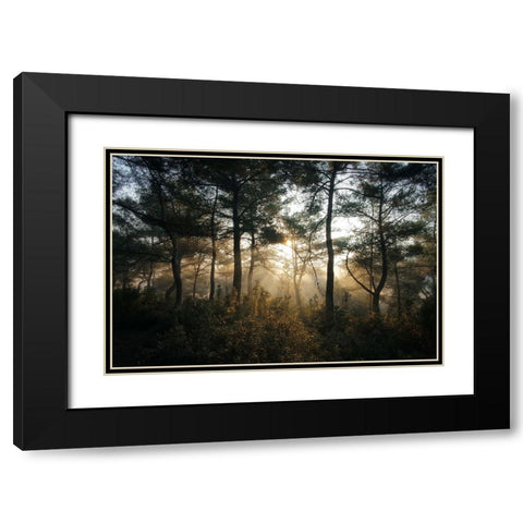 Tree Sunset 3 Black Modern Wood Framed Art Print with Double Matting by Lee, Rachel