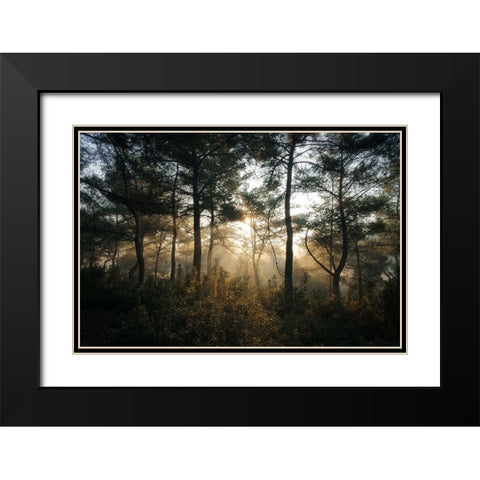 Tree Sunset 3 Black Modern Wood Framed Art Print with Double Matting by Lee, Rachel