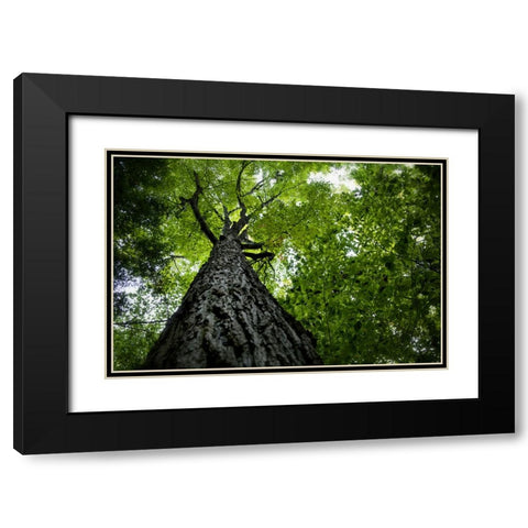 Trees 1 Black Modern Wood Framed Art Print with Double Matting by Lee, Rachel