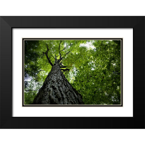 Trees 1 Black Modern Wood Framed Art Print with Double Matting by Lee, Rachel