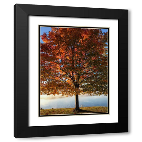 Trees 15 Black Modern Wood Framed Art Print with Double Matting by Lee, Rachel