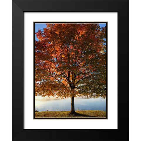 Trees 15 Black Modern Wood Framed Art Print with Double Matting by Lee, Rachel