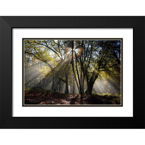 Trees 17 Black Modern Wood Framed Art Print with Double Matting by Lee, Rachel