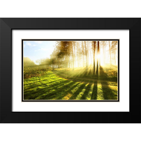 Trees 18 Black Modern Wood Framed Art Print with Double Matting by Lee, Rachel