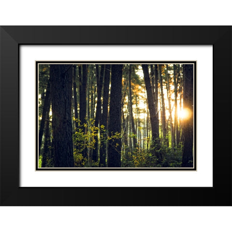 Trees 19 Black Modern Wood Framed Art Print with Double Matting by Lee, Rachel