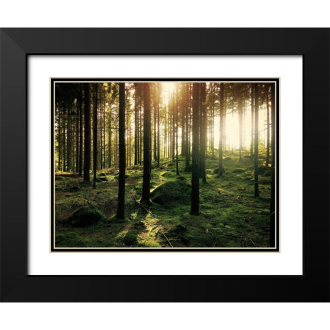 Trees 20 Black Modern Wood Framed Art Print with Double Matting by Lee, Rachel