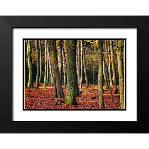 Trees 22 Black Modern Wood Framed Art Print with Double Matting by Lee, Rachel