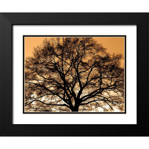 Trees 35 Black Modern Wood Framed Art Print with Double Matting by Lee, Rachel