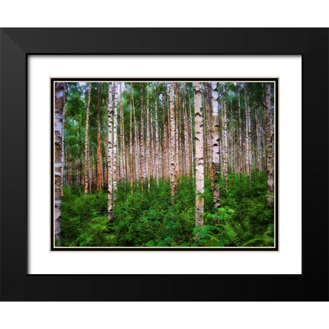 Trees 4 Black Modern Wood Framed Art Print with Double Matting by Lee, Rachel