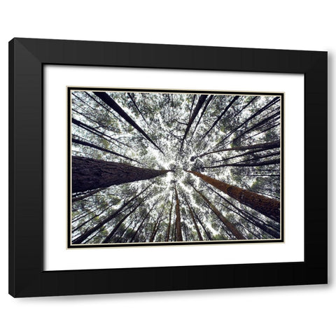 Trees 48 Black Modern Wood Framed Art Print with Double Matting by Lee, Rachel