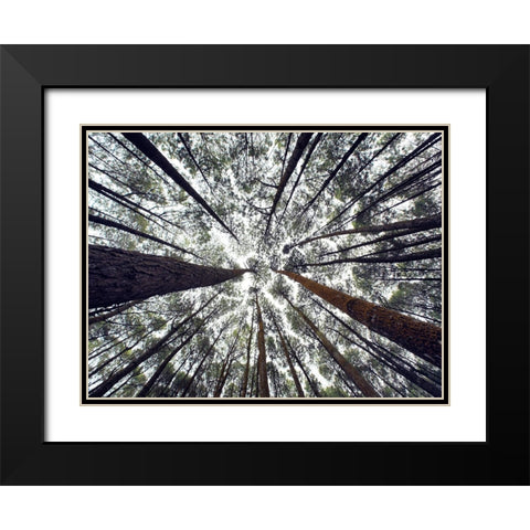 Trees 48 Black Modern Wood Framed Art Print with Double Matting by Lee, Rachel