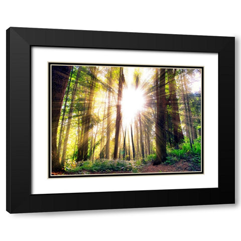 Trees 50 Black Modern Wood Framed Art Print with Double Matting by Lee, Rachel