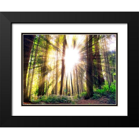 Trees 50 Black Modern Wood Framed Art Print with Double Matting by Lee, Rachel