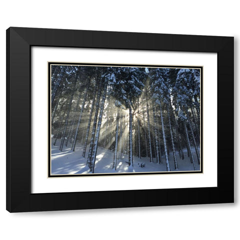 Trees 57 Black Modern Wood Framed Art Print with Double Matting by Lee, Rachel