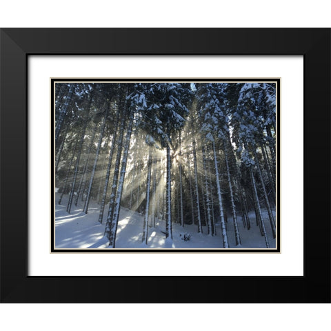 Trees 57 Black Modern Wood Framed Art Print with Double Matting by Lee, Rachel