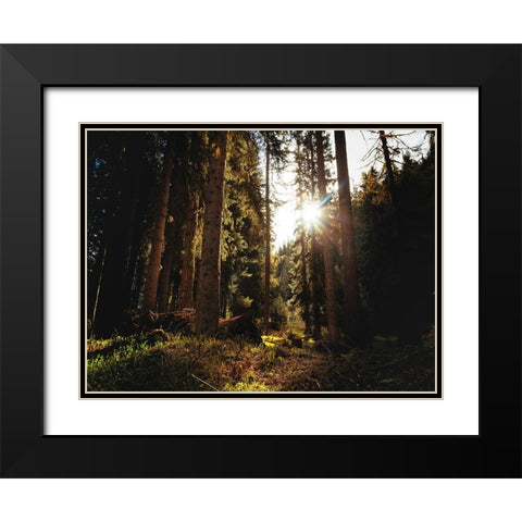 Trees 69 Black Modern Wood Framed Art Print with Double Matting by Lee, Rachel