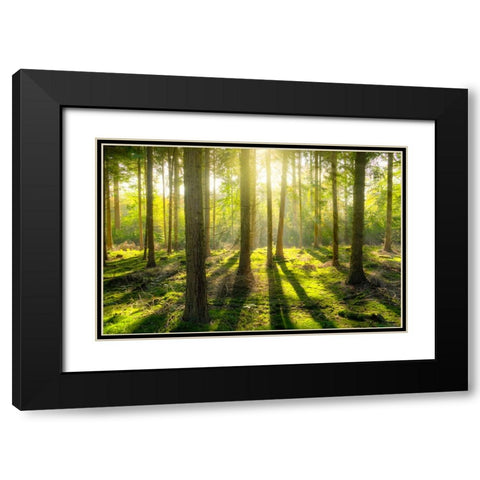 Trees 81 Black Modern Wood Framed Art Print with Double Matting by Lee, Rachel