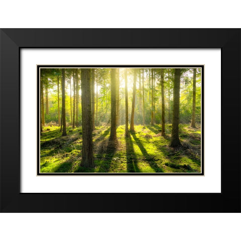 Trees 81 Black Modern Wood Framed Art Print with Double Matting by Lee, Rachel