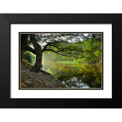 Trees And Water 1 Black Modern Wood Framed Art Print with Double Matting by Lee, Rachel