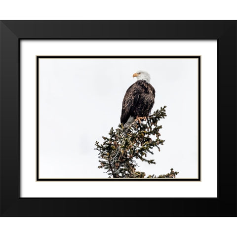 Wildlife 15 Black Modern Wood Framed Art Print with Double Matting by Lee, Rachel