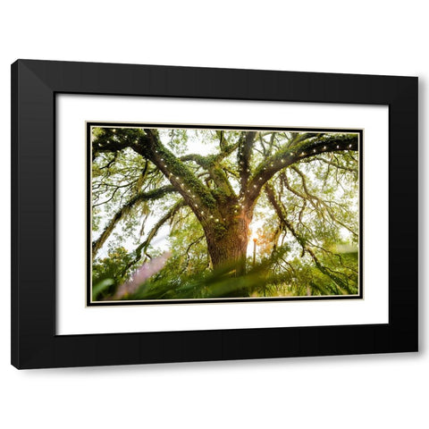 Live Oak Dance Black Modern Wood Framed Art Print with Double Matting by Malone, Will