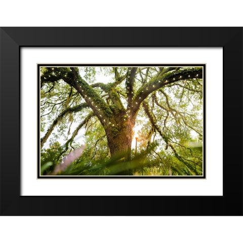 Live Oak Dance Black Modern Wood Framed Art Print with Double Matting by Malone, Will
