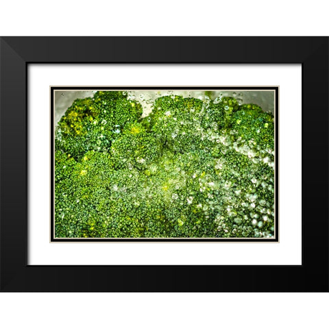 Broccoli Bath Black Modern Wood Framed Art Print with Double Matting by Malone, Will