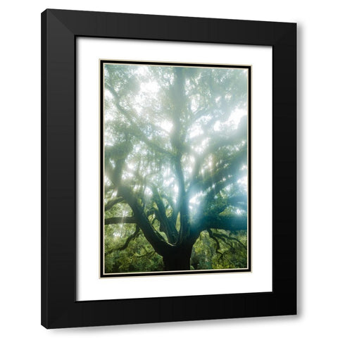 Dream Tree Black Modern Wood Framed Art Print with Double Matting by Malone, Will