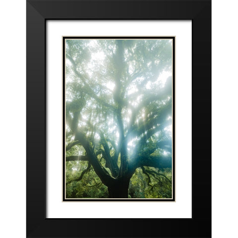 Dream Tree Black Modern Wood Framed Art Print with Double Matting by Malone, Will