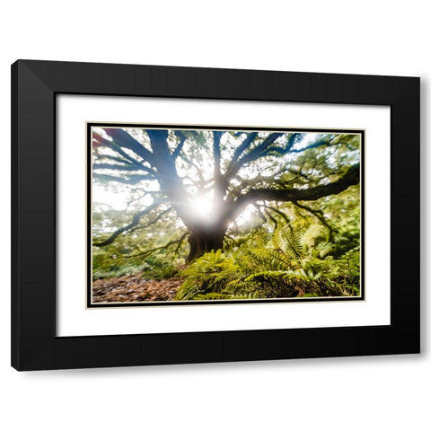 Dream Tree Fern  Black Modern Wood Framed Art Print with Double Matting by Malone, Will