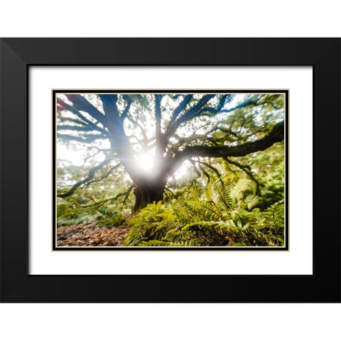 Dream Tree Fern  Black Modern Wood Framed Art Print with Double Matting by Malone, Will