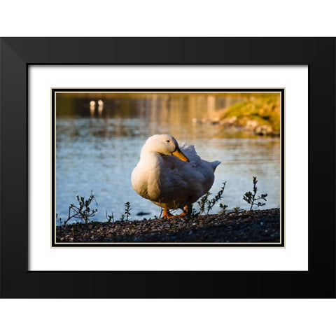 Duck of Lake Ella  Black Modern Wood Framed Art Print with Double Matting by Malone, Will