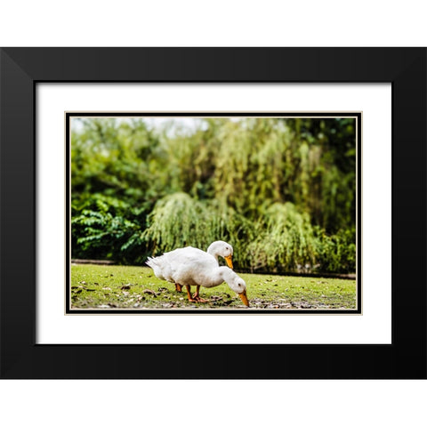 Duck of Lake Ella 3 Black Modern Wood Framed Art Print with Double Matting by Malone, Will