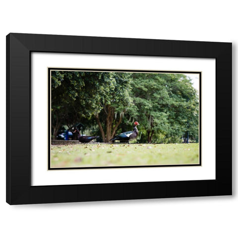 Duck of Lake Ella 4 Black Modern Wood Framed Art Print with Double Matting by Malone, Will