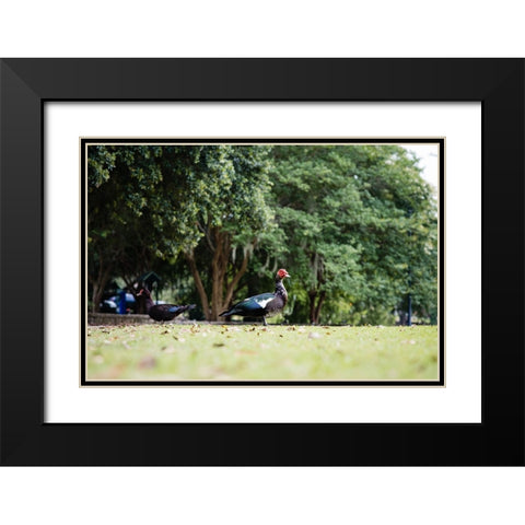 Duck of Lake Ella 4 Black Modern Wood Framed Art Print with Double Matting by Malone, Will