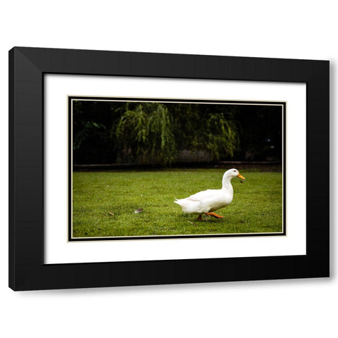 Duck of Lake Ella 5 Black Modern Wood Framed Art Print with Double Matting by Malone, Will