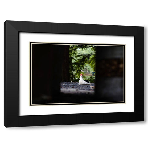 Duck of Lake Ella 6 Black Modern Wood Framed Art Print with Double Matting by Malone, Will