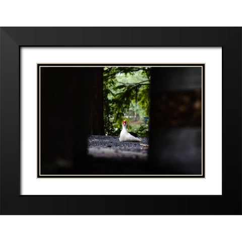 Duck of Lake Ella 6 Black Modern Wood Framed Art Print with Double Matting by Malone, Will