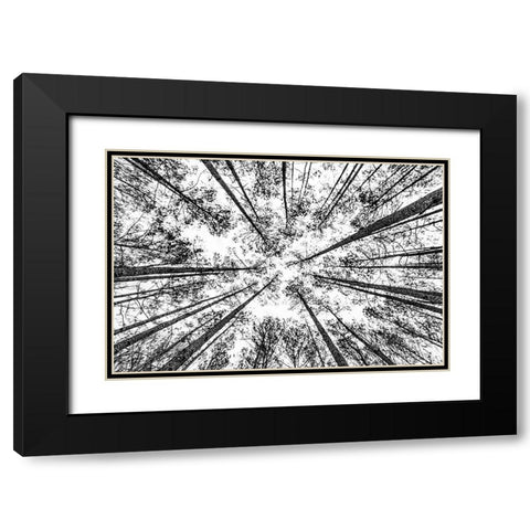 The Pines Black Modern Wood Framed Art Print with Double Matting by Malone, Will