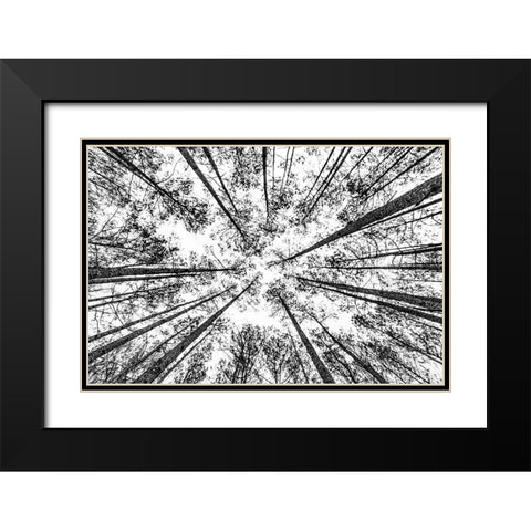 The Pines Black Modern Wood Framed Art Print with Double Matting by Malone, Will
