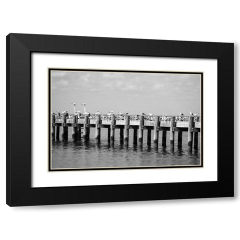 Seagull Hangout Black Modern Wood Framed Art Print with Double Matting by Malone, Will
