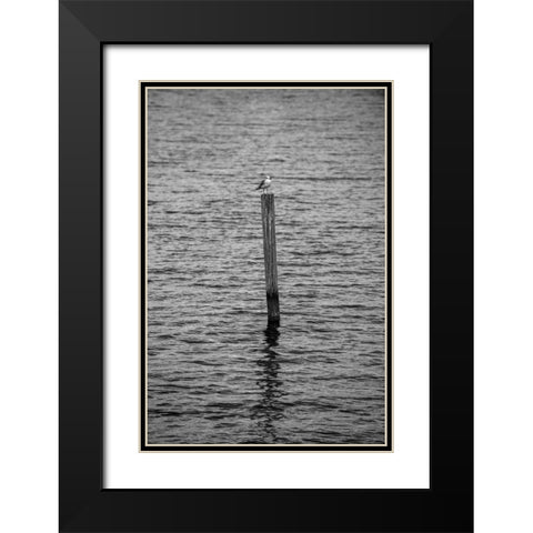 Seagull Hangout 2 Black Modern Wood Framed Art Print with Double Matting by Malone, Will