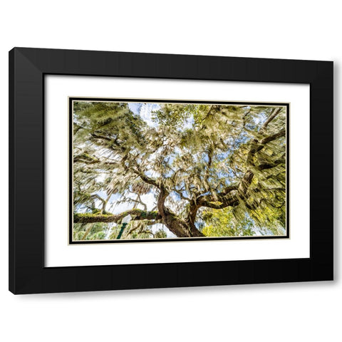 Spanish Moss Black Modern Wood Framed Art Print with Double Matting by Malone, Will